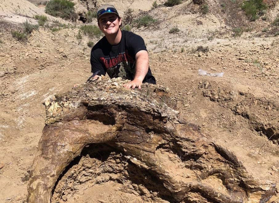 Triceratops skull